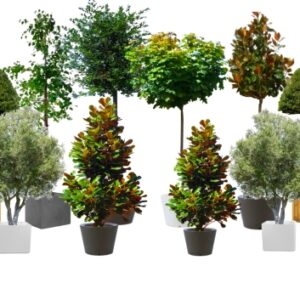 Location d’arbres Maine-et-Loire 49